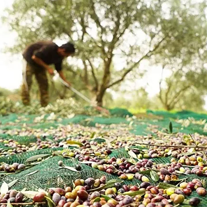 Filet de couverture de récolte d'olive traité à maturité en maille plastique UV